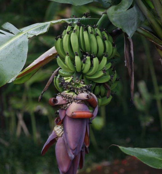 Healthy crop fruiting stage with strong fruit set and uniform development