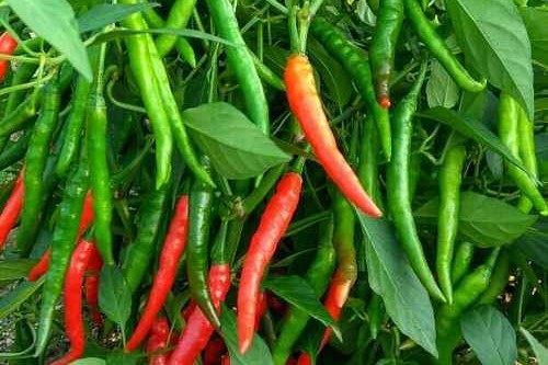 Healthy crop roots growing deep in soil for better nutrient uptake